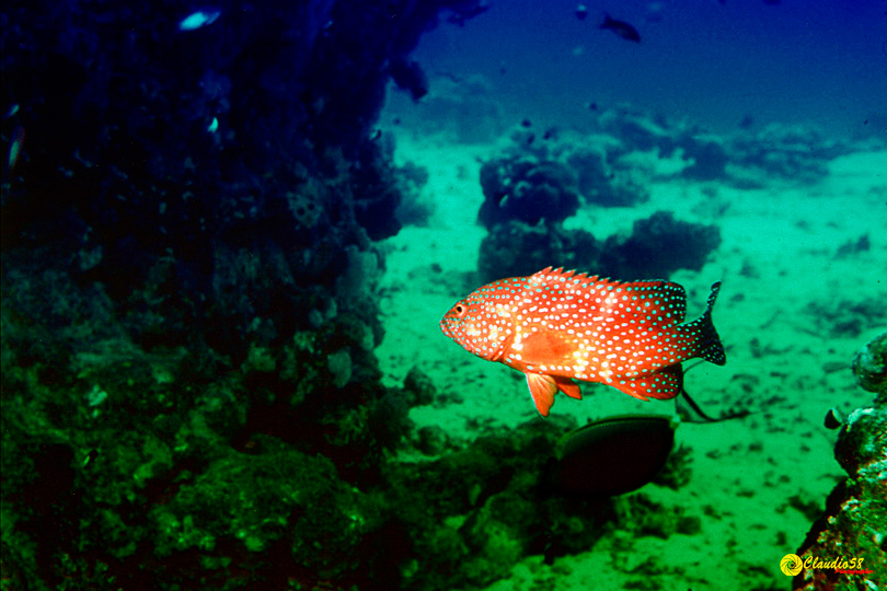 Oracolo della Sibilla Egitto cernia